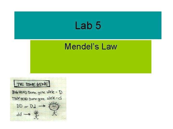 Lab 5 Mendel’s Law 