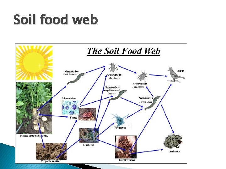 Soil food web 