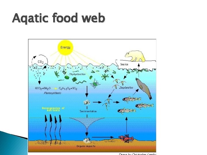 Aqatic food web 