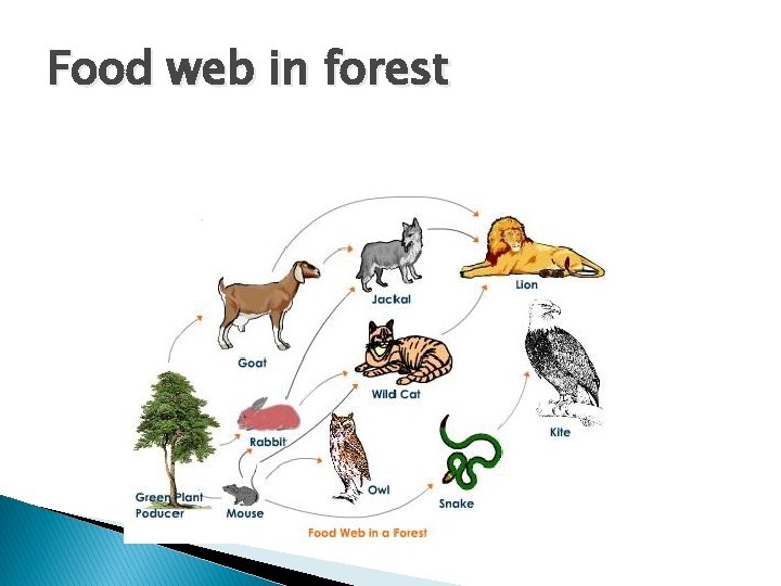 Food web in forest 
