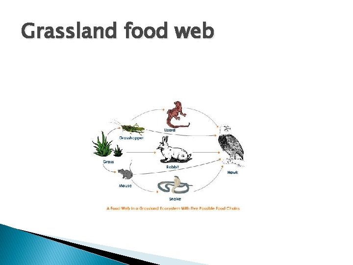 Grassland food web 