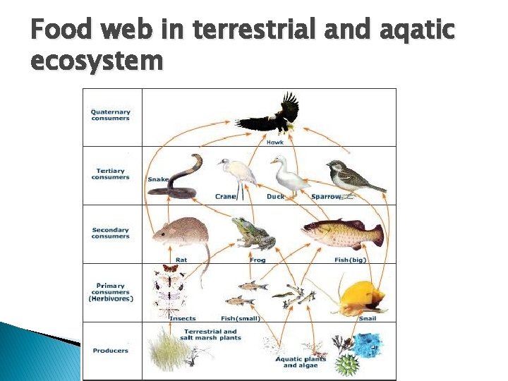 Food web in terrestrial and aqatic ecosystem 