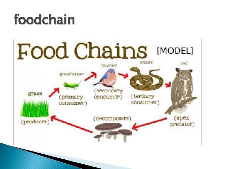 foodchain 