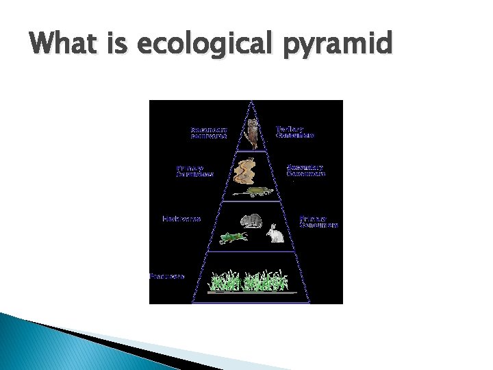 What is ecological pyramid 