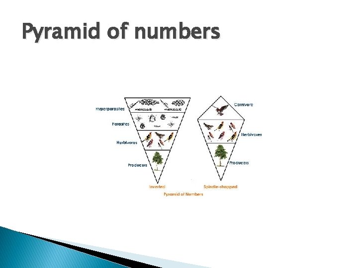 Pyramid of numbers 