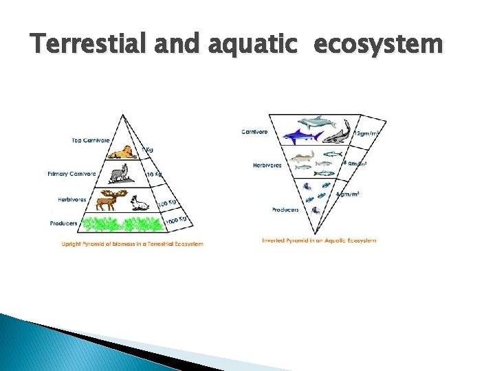 Terrestial and aquatic ecosystem 