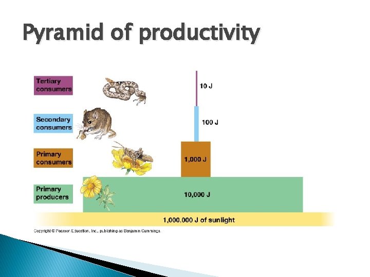 Pyramid of productivity 