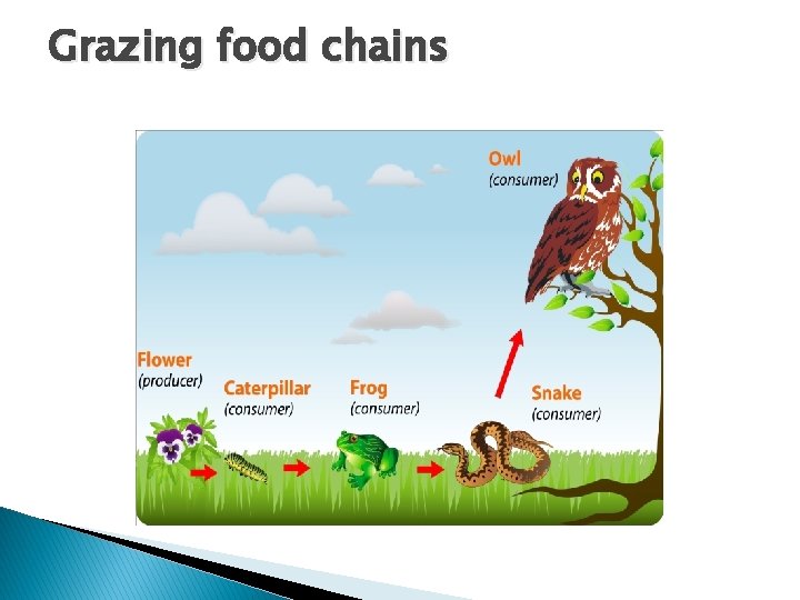 Grazing food chains 