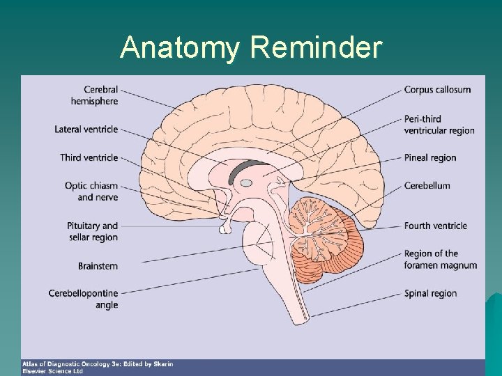 Anatomy Reminder 
