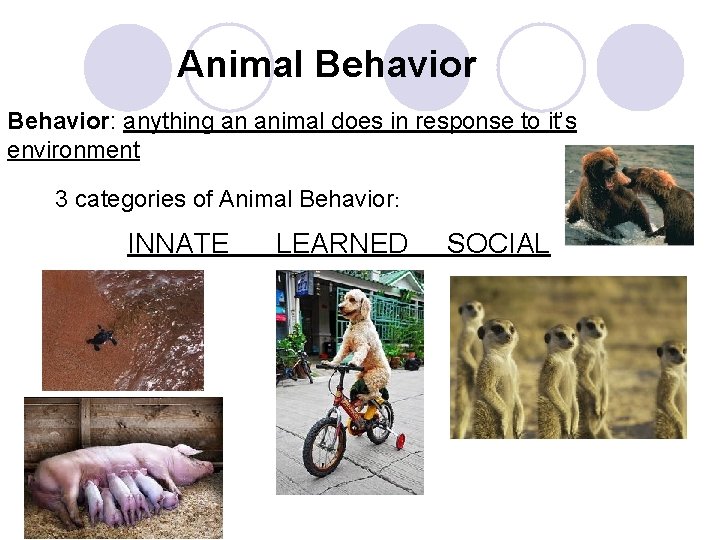 Animal Behavior: anything an animal does in response to it’s environment 3 categories of