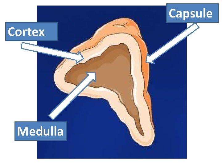 Capsule Cortex Medulla Capsule Cortex Medulla
