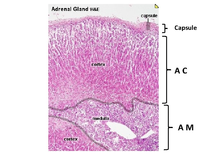Capsule AC AM Capsule AC AM