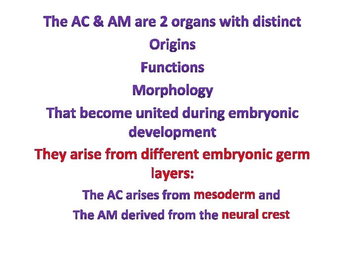 They arise from different embryonic germ layers: mesoderm neural crest They arise from different embryonic germ layers: mesoderm neural crest