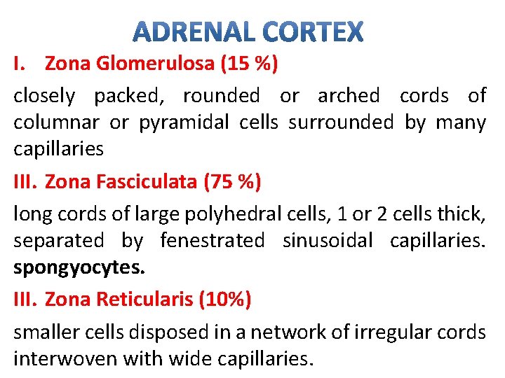 I. Zona Glomerulosa (15 %) closely packed, rounded or arched cords of columnar or I. Zona Glomerulosa (15 %) closely packed, rounded or arched cords of columnar or