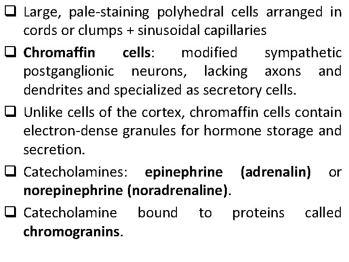 q Large, pale-staining polyhedral cells arranged in cords or clumps + sinusoidal capillaries q q Large, pale-staining polyhedral cells arranged in cords or clumps + sinusoidal capillaries q