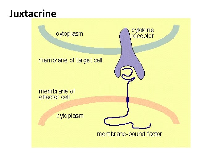 Juxtacrine Juxtacrine