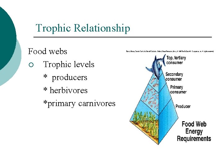 Trophic Relationship Food webs ¡ Trophic levels * producers * herbivores *primary carnivores 