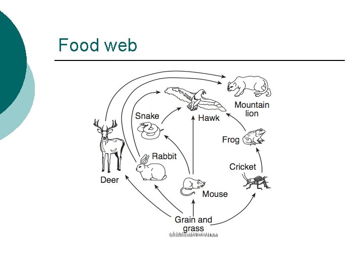 Food web 