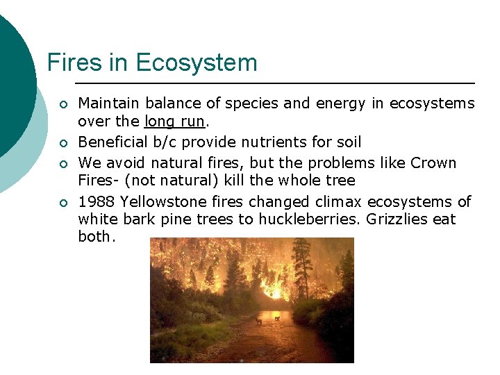 Fires in Ecosystem ¡ ¡ Maintain balance of species and energy in ecosystems over