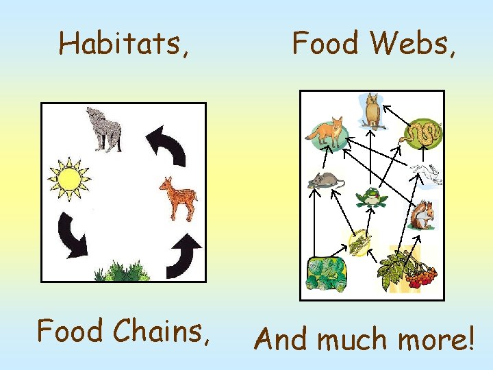 Habitats, Food Chains, Food Webs, And much more! 