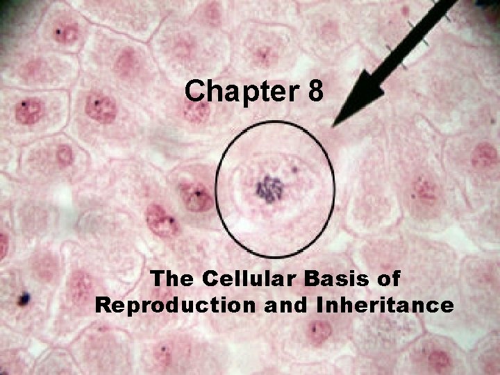 Chapter 8 The Cellular Basis of Reproduction and Inheritance 