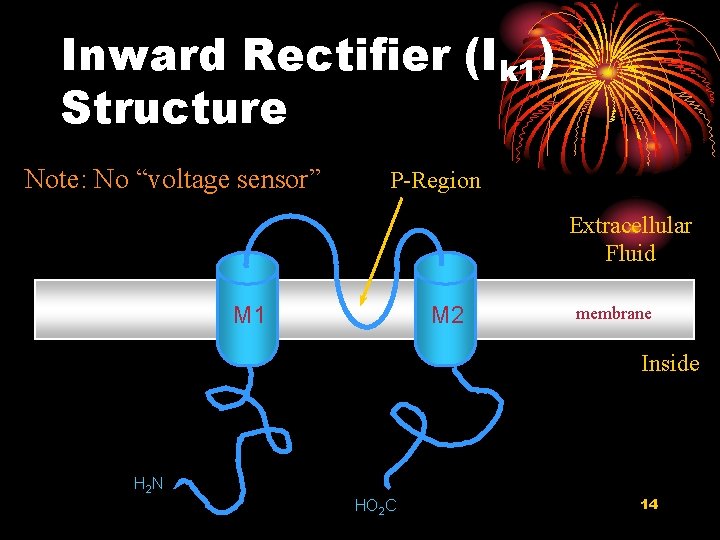 Inward Rectifier (Ik 1) Structure Note: No “voltage sensor” P-Region Extracellular Fluid M 1