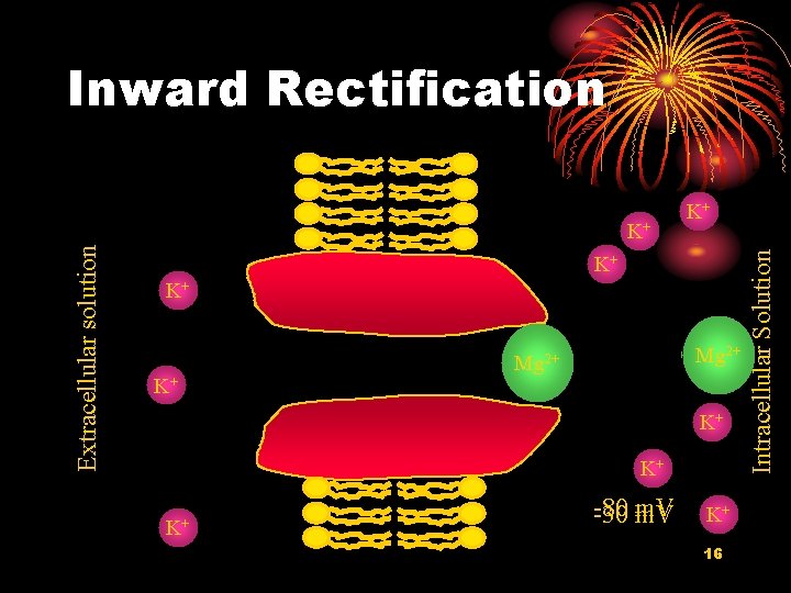 Inward Rectification K+ K+ K+ Mg 2+ K+ K+ K+ -80 -30 m. V