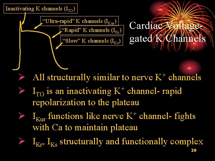 Inactivating K channels (ITO) “Ultra-rapid” K channels (IKur) “Rapid” K channels (IKr) “Slow” K