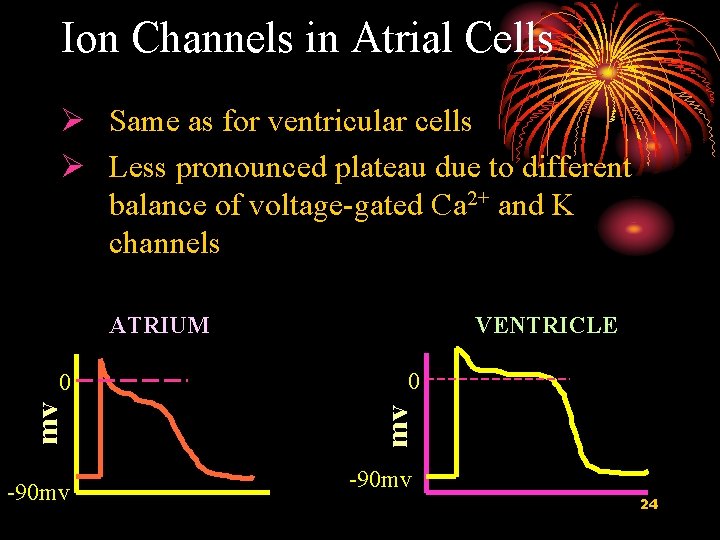 Ion Channels in Atrial Cells Ø Same as for ventricular cells Ø Less pronounced
