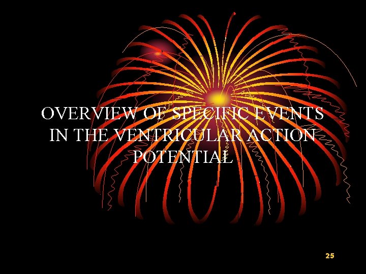 OVERVIEW OF SPECIFIC EVENTS IN THE VENTRICULAR ACTION POTENTIAL 25 