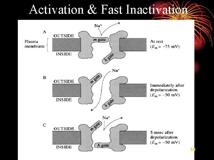 Activation & Fast Inactivation 26 