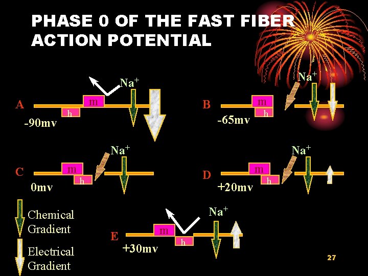 PHASE 0 OF THE FAST FIBER ACTION POTENTIAL Na+ m A -90 mv m