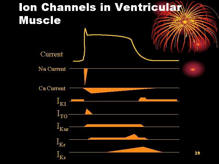 Ion Channels in Ventricular Muscle Current Na Current Ca Current IK 1 ITO IKur