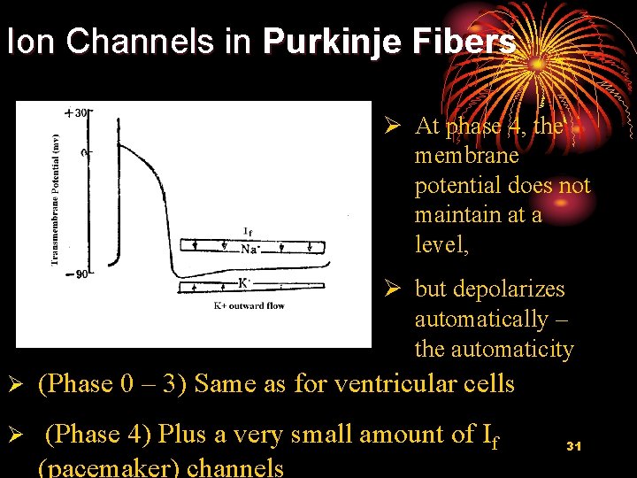 Ion Channels in Purkinje Fibers Ø At phase 4, the membrane potential does not