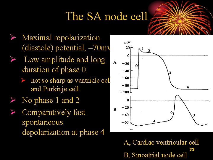 The SA node cell Ø Maximal repolarization (diastole) potential, – 70 mv Ø Low