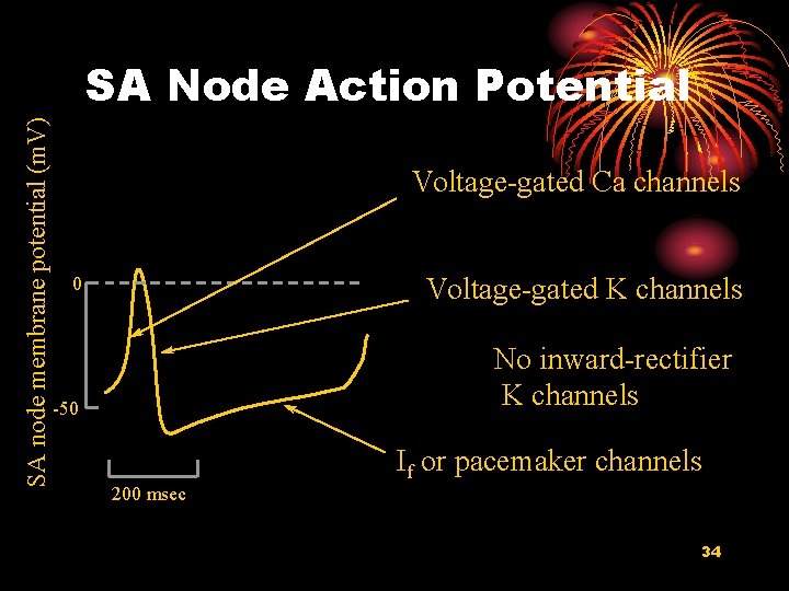 SA node membrane potential (m. V) SA Node Action Potential Voltage-gated Ca channels Voltage-gated