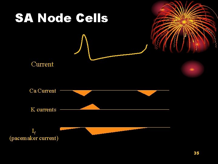 SA Node Cells Current Ca Current K currents If (pacemaker current) 35 