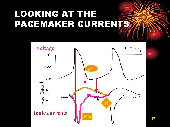 LOOKING AT THE PACEMAKER CURRENTS voltage i. K if ionic currents i. Ca 37