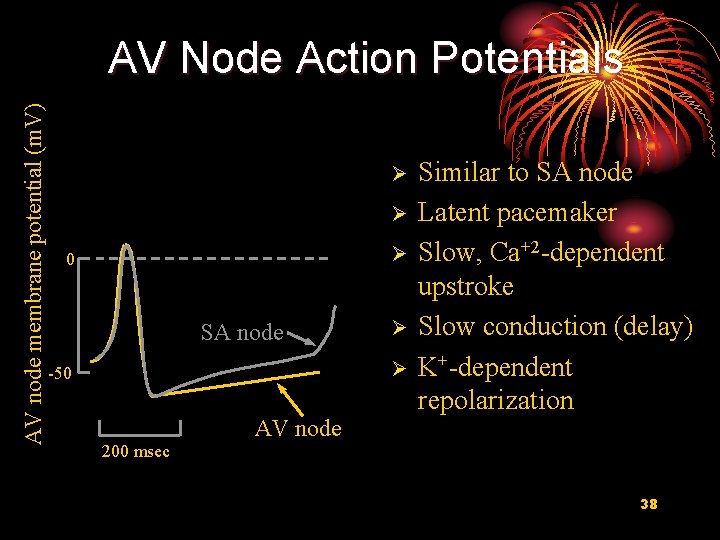 AV node membrane potential (m. V) AV Node Action Potentials Ø Ø Ø 0