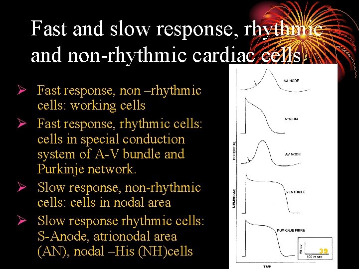 Fast and slow response, rhythmic and non-rhythmic cardiac cells Ø Fast response, non –rhythmic