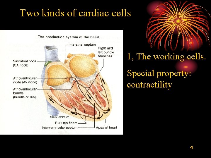 Two kinds of cardiac cells 1, The working cells. Special property: contractility 4 