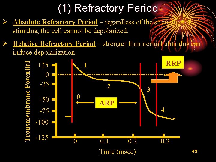 (1) Refractory Period Ø Absolute Refractory Period – regardless of the strength of a