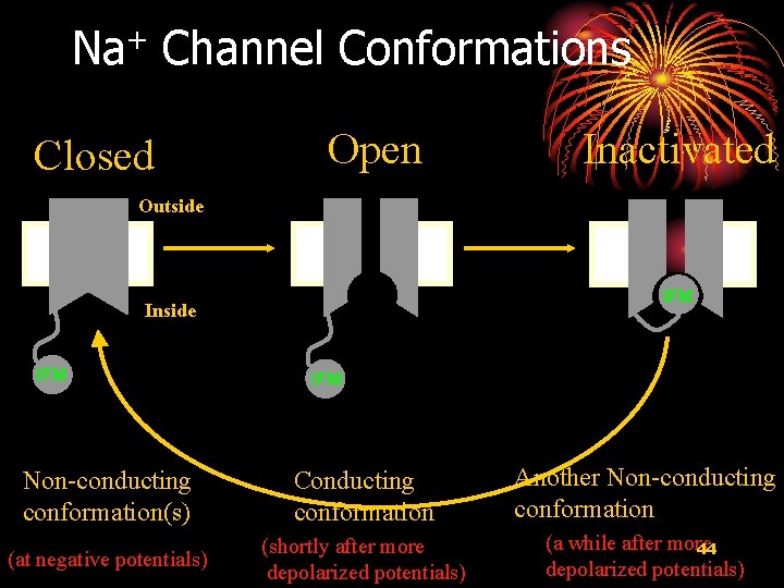 Na+ Channel Conformations Closed Open Inactivated Outside IFM Inside IFM Non-conducting conformation(s) Conducting conformation