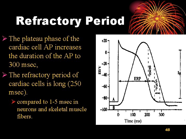 Refractory Period Ø The plateau phase of the cardiac cell AP increases the duration