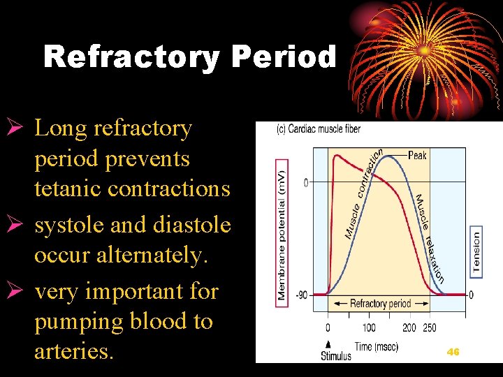 Refractory Period Ø Long refractory period prevents tetanic contractions Ø systole and diastole occur