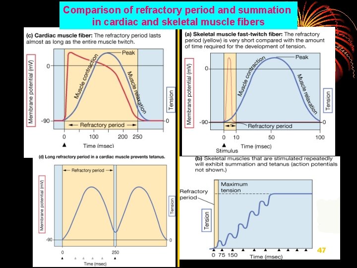 Comparison of refractory period and summation in cardiac and skeletal muscle fibers 47 