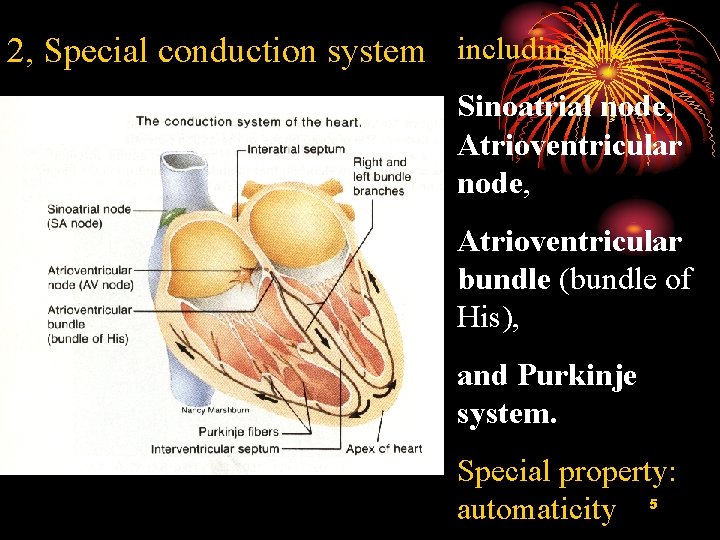 2, Special conduction system including the Sinoatrial node, Atrioventricular bundle (bundle of His), and