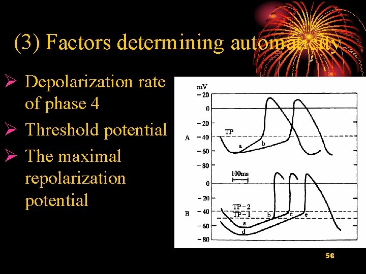 (3) Factors determining automaticity Ø Depolarization rate of phase 4 Ø Threshold potential Ø