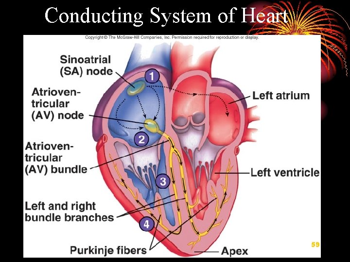 Conducting System of Heart 59 