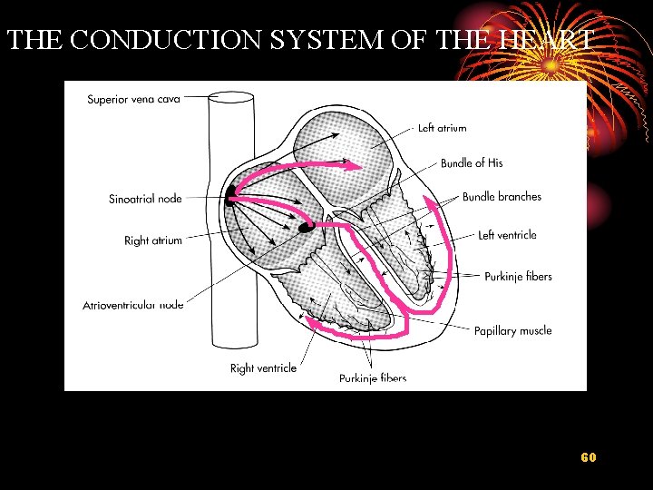 THE CONDUCTION SYSTEM OF THE HEART 60 